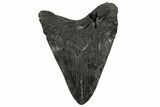 Bargain, Fossil Megalodon Tooth - Repaired #251273-2